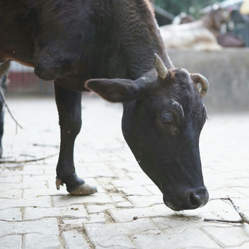 Ahilya