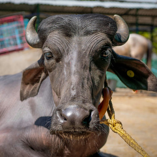 Bhola