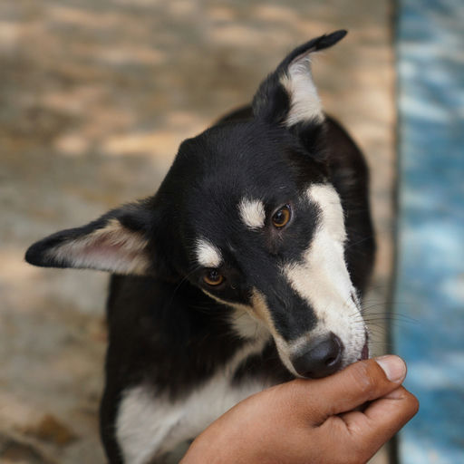 Boond