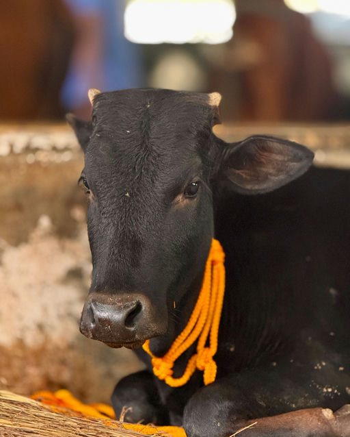 Darshan
