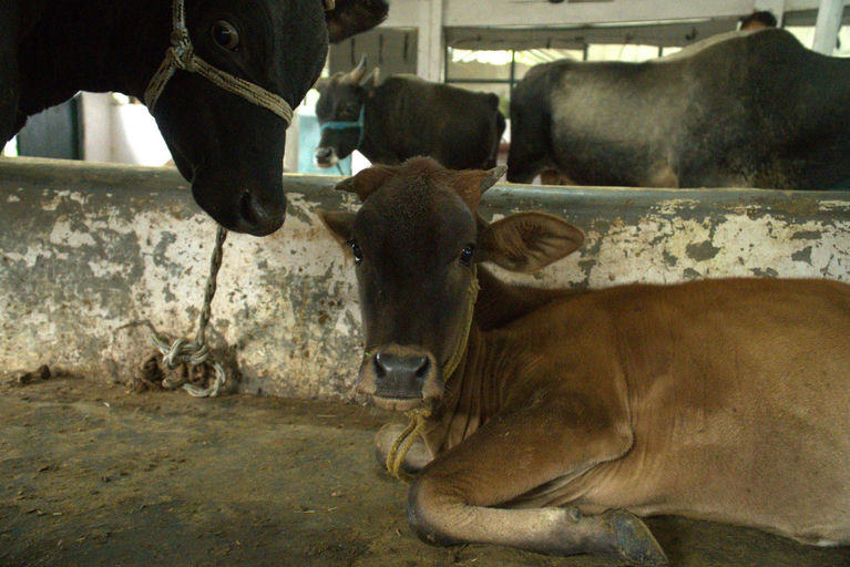 Dhara