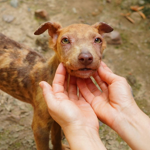 Dobby