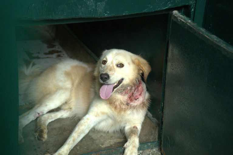 Goldy