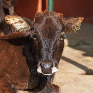 Katran