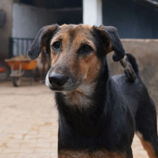 Maala