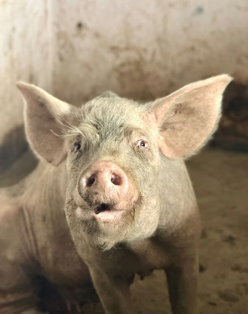 Miss Piggy