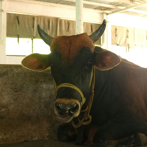 Pankaj