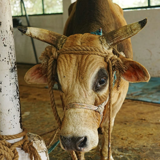 Pushpa