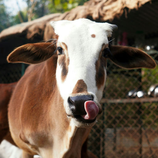 Rajkumar