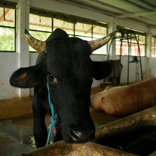 Rana