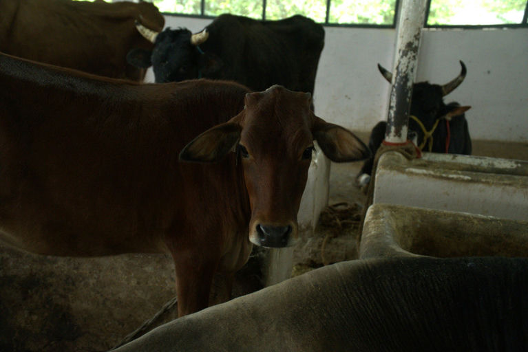 Vibhuti