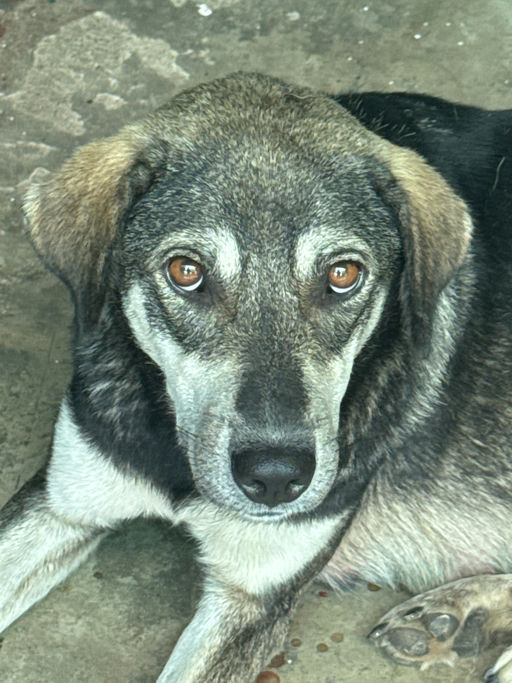 Zorro