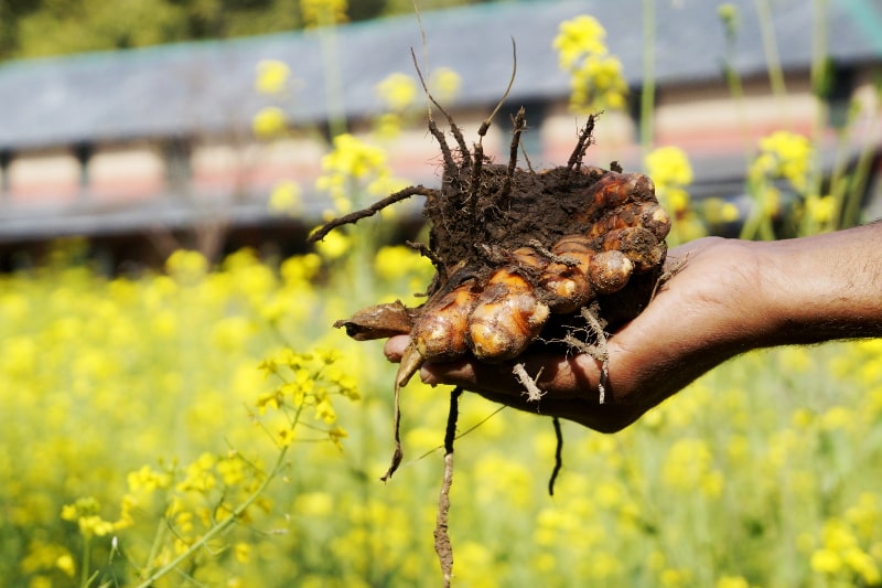 Farm Image